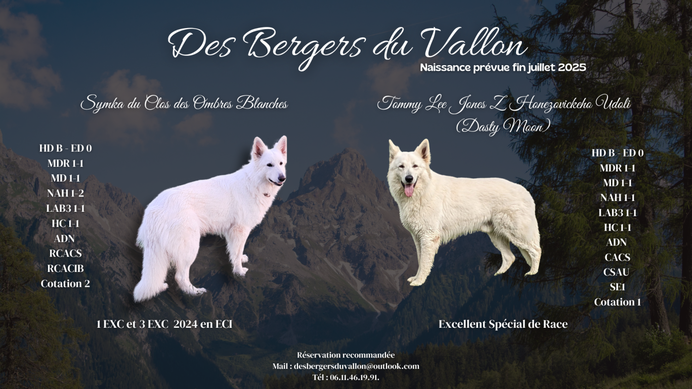 Des Bergers Du Vallon - Berger Blanc Suisse - Portée née le 25/07/2025