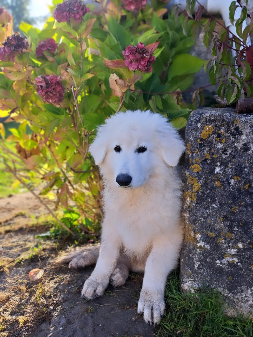 Des Bergers Du Vallon - Chiots disponibles - Berger Blanc Suisse