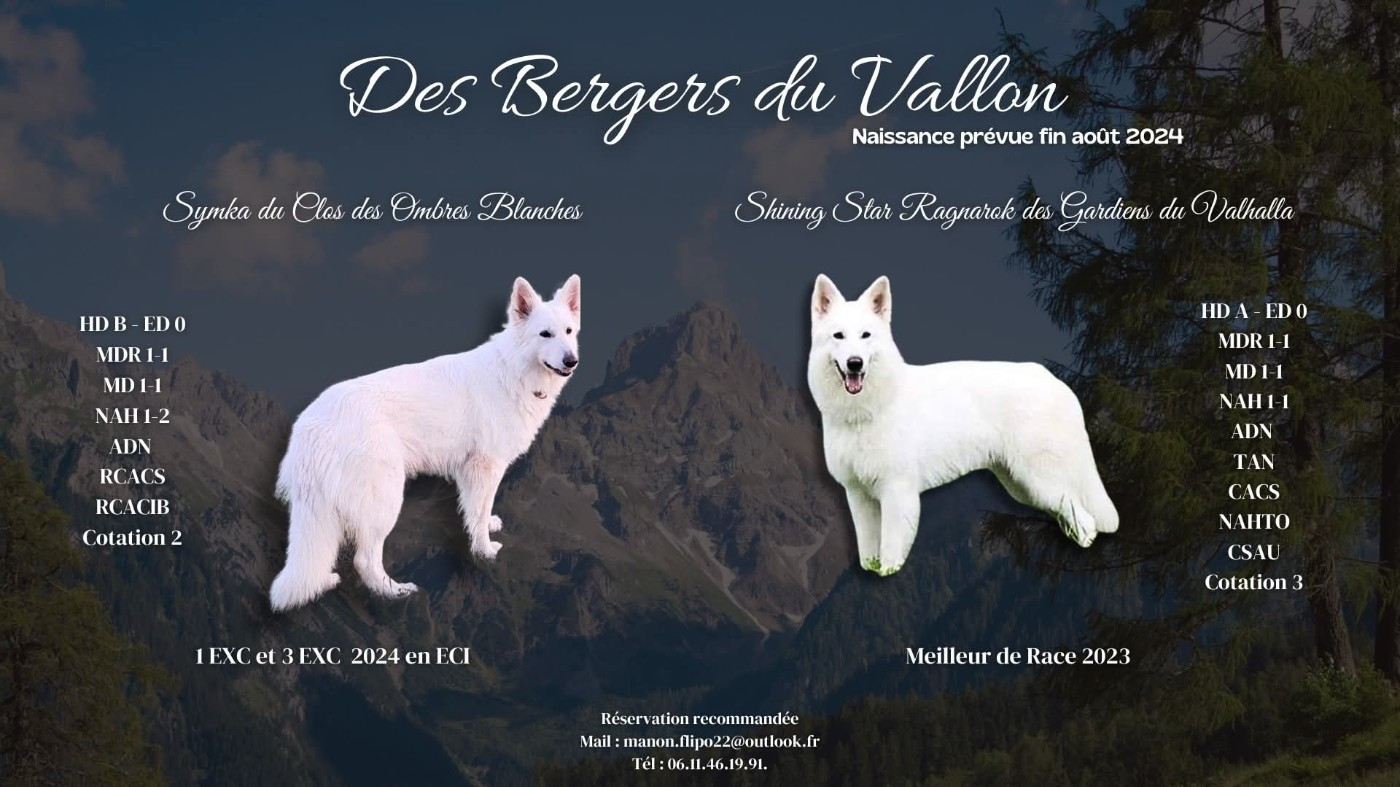 Des Bergers Du Vallon - Berger Blanc Suisse - Portée née le 26/08/2024