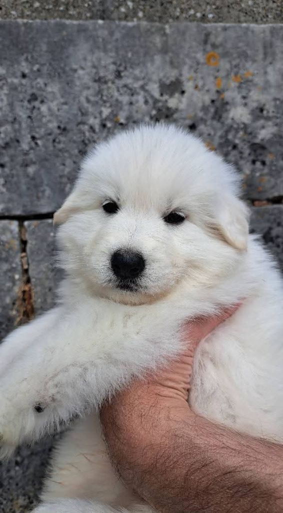 Des Bergers Du Vallon - Chiots disponibles - Berger Blanc Suisse