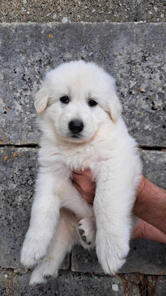 Des Bergers Du Vallon - Chiots disponibles - Berger Blanc Suisse