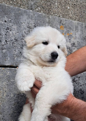 Mister Bleu Ciel 