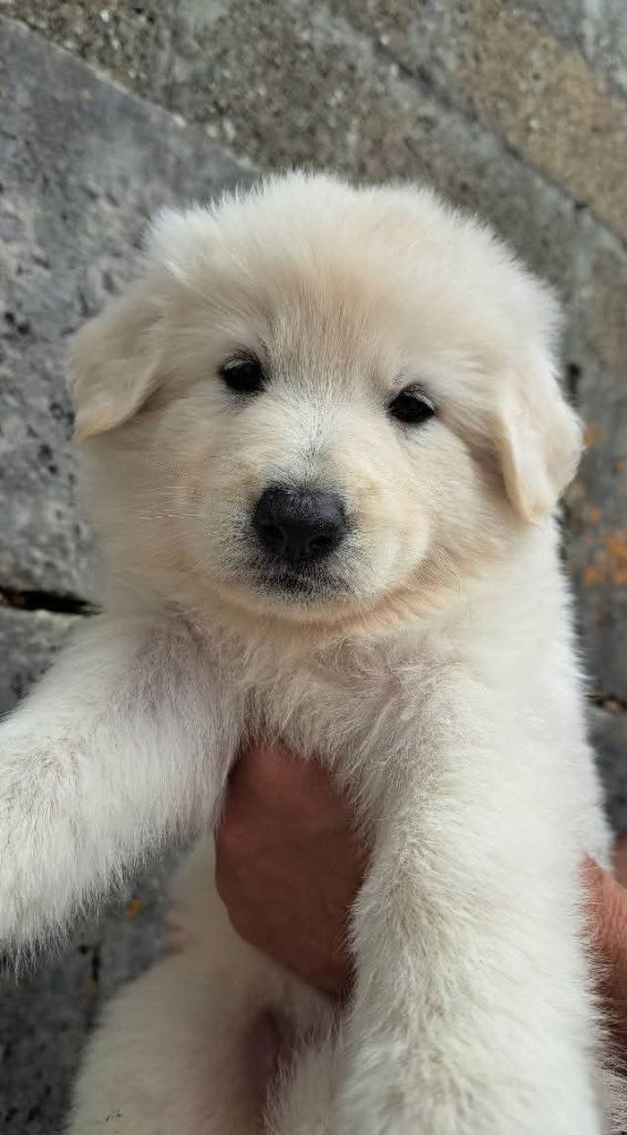 Des Bergers Du Vallon - Chiots disponibles - Berger Blanc Suisse