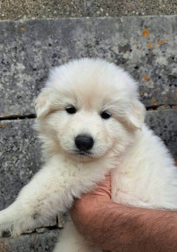 Des Bergers Du Vallon - Chiots disponibles - Berger Blanc Suisse