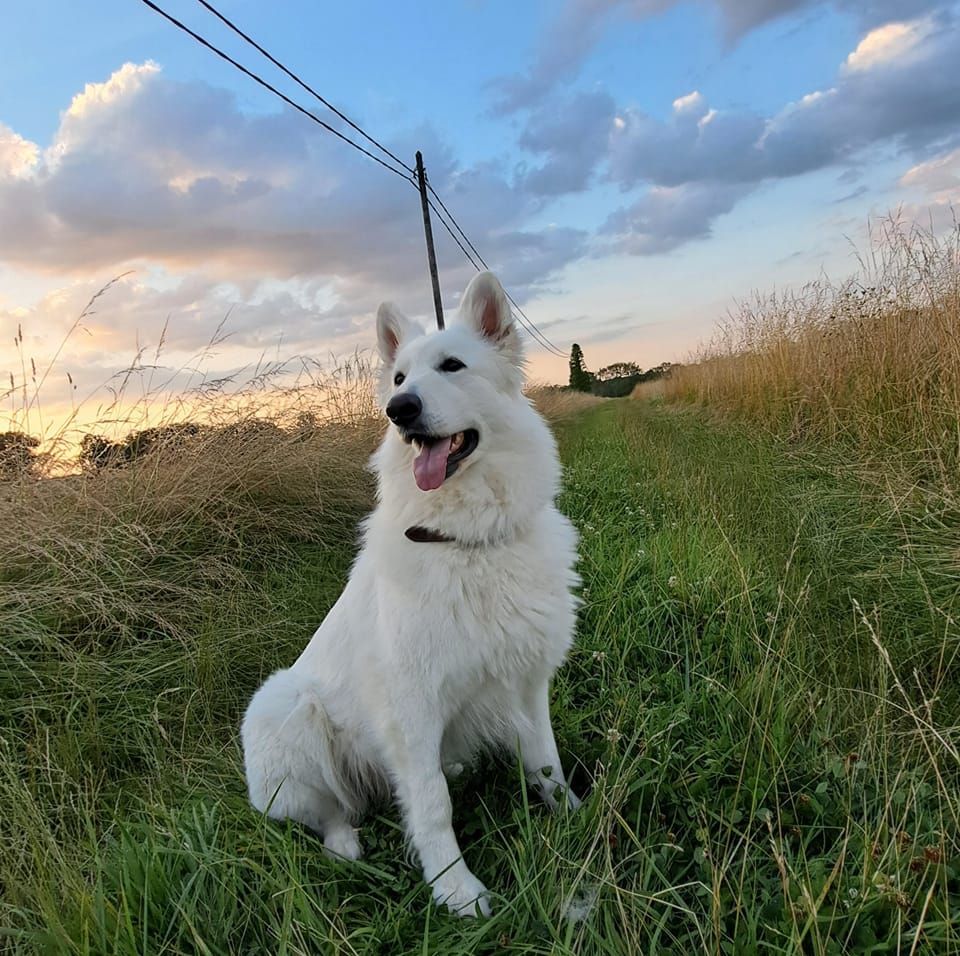 Des Bergers Du Vallon - Berger Blanc Suisse - Portée née le 26/08/2024