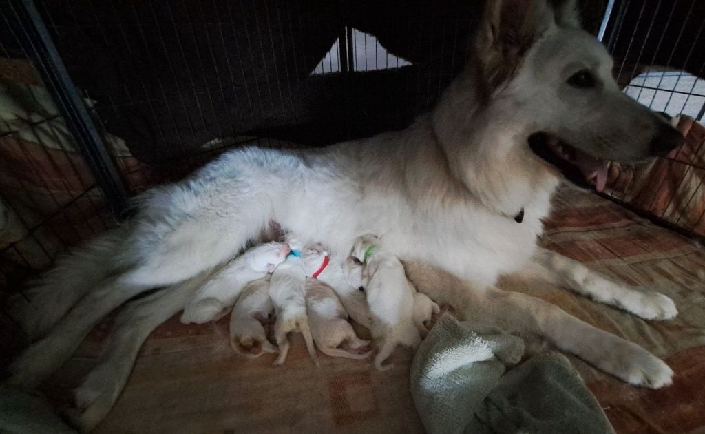 Chiot Berger Blanc Suisse Des Bergers Du Vallon